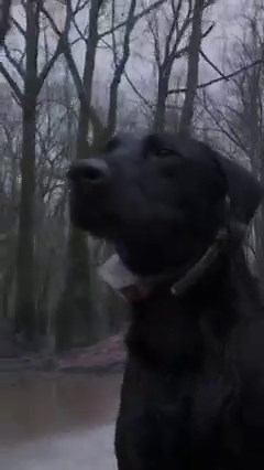 3.2K views · 90 reactions | Focus. | Rolling Thunder Game Calls | Facebook