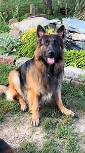 76K views · 10K reactions | Happy 4 year seizure free anniversary to Baron!!! I love this boy so much. We never gave up❤️. Thinking of all those still battling this monster and all our friends who have lost their dogs to seizures.  | Guardian Angel German Shepherds | Facebook