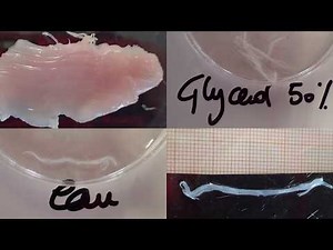 # ATP - Effet de l'ATP sur le muscle psoas du lapin, SVT, Hervé Kempf, lycée de l'Elorn