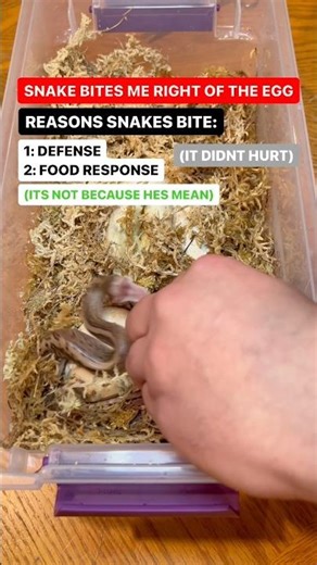 Baby Ball Python Bites Me Right Out Of The Egg😂🐍🫶