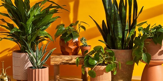 Everything You Need to Know About How to Care for Houseplants