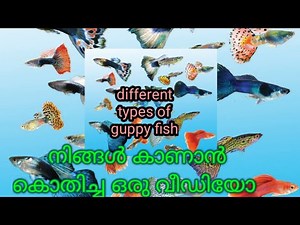 എത്ര തരം ഗപ്പികളാ അല്ലെ // കുറച്ച് ഗപ്പികളും അവയുടെ പേരുകളും കണ്ടാലോ