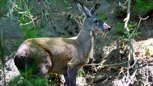 A critically endangered dwarf musk deer was recently captured on camera in the Gaoligong Mountain National Nature Reserve in southwest China's Yunnan Province. The footage from October shows a small deer as large as an average-sized dog walking around and constantly looking back as if it were searching for something. It has long ears but no antlers, unlike other deer. | CGTN