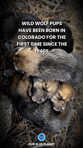 🐺 Big news from Colorado: for the first time since the 1940s, wild gray wolf pups have been born in the state. Wildlife officials confirmed that a wolf pair, often referred to as “Jane” and “John,” successfully produced a litter in Jackson County. At least three pups were observed, marking the first confirmed wild wolf birth in Colorado in nearly 80 years. Gray wolves were effectively eliminated from Colorado by the mid-20th century due to hunting and habitat loss. The arrival of this new litte
