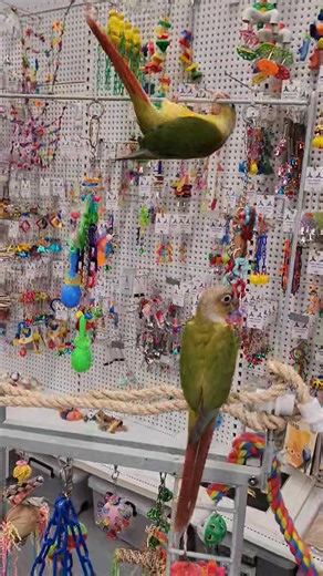 I love how active and playful green cheeks are 💙 | South Australian Bird Company