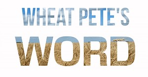 Wheat Pete's Word, Dec 2: Figuring Out Late Nitrogen in Corn