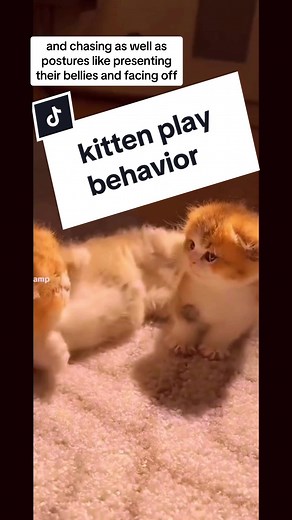 Understanding Kitten Play Behavior: Play or Fight?