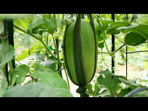 Easy Watermelon Support/Sling/Hammock for Vertically Grown Trellised Watermelons
