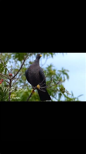 African olive pigeon The African olive pigeon or Rameron pigeon (Columba arquatrix) is a pigeon which is a resident breeding bird in much of eastern and southern Africa from Ethiopia to the Cape. Populations also are found in western Angola, southwestern Saudi Arabia and northern Yemen. It is locally common, although sizeable gaps in its distribution occur due to its habitat requirements. #africanpigeon #African #pigeon #African_olive_pigeon