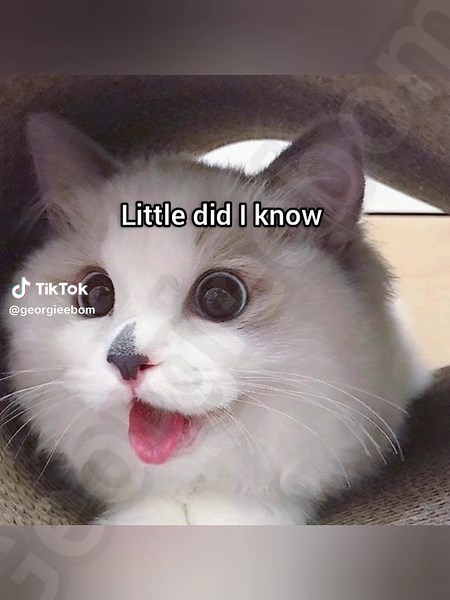 Funny Creature Feature: The Cat Meme