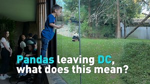In a few months the National Zoo in Washington D.C. will be returning its three pandas to China. It will mark the first time since 1999 that the zoo will have no pandas, unless new arrangements are made. Learn more about why the pandas are going back to China at a time when the U.S. and China are facing challenges in their relationship. #CGTNAmerica #Pandas #PandaDiplomacy #GiantPanda #NationalZoo #Smithsonian #DC #DCZoo #panda #GiantPandas #China #diplomacy #savepandas #keeppandas #pandahistory