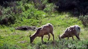 What's your favorite national park? ⛰☀️ If you're craving an escape to the great outdoors like we are, look no further—we've got you covered. From cascading waterfalls to vast deserts, explore the beauty of nature around the world with our virtual hikes: https://bit.ly/3cWm1u2 | Expedia