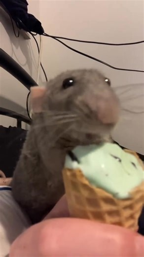 It's a bet rat, bro. They're clean. I do the same thing with my rats, it's fine | All About Rat's