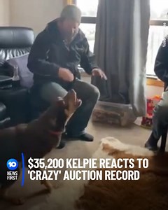 8.2K views · 22 reactions | BARKING MAD: KELPIE REACTS TO $35,200...