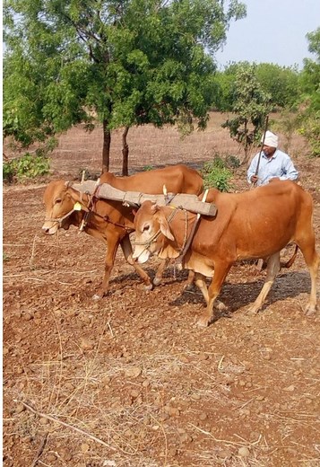 “Tractor is not a part of the off-grid system 🚜❌” #foryoupage #viralvideo #offgrid #farming #mango