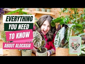 The ULTIMATE Alocasia Care Guide & Varieties!