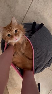 885K views · 76K reactions | Pudding loves pants. Regardless of whether or not someone else is wearing them. | The Oreo Cat | Facebook