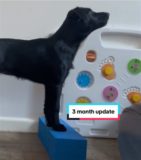 Border Terrier and Working Sheepdog Crossbreed Update