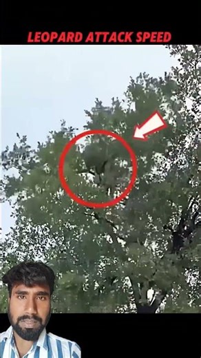 देखो चिता कैसे हमला करता है 🔥⚡ #greenscreen #tiger #monkey #viral #trending #attack #amazing #facts