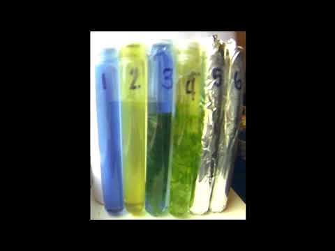 Photosynthesis and Cellular Respiration in Elodea