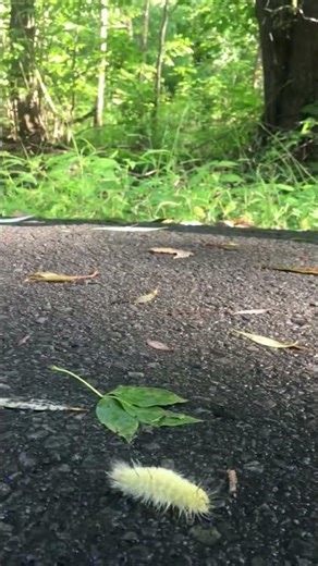 #American dagger moth caterpillar