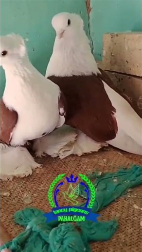 fancy pigeon's pahalgam #new #trending #video #reels #viral #amazing #shorts #vlogs #youtubeshorts