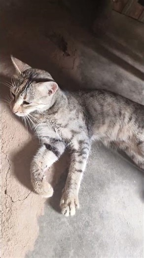 meow meow 🐾 #cat #catvideos #cats #catshorts #catlovers #pets #petlover