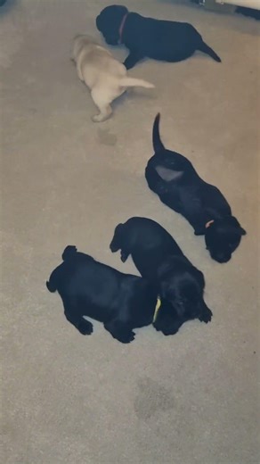 2 week old Labrador puppies learning to walk—their first shaky steps #puppylife #labrador #cute