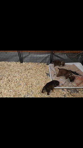 88 reactions | Practicing our howling! | Shady Pines Boxer Puppies | Facebook