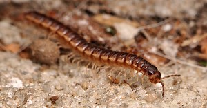 Hidden Life Forms: Investigating Microbial Diversity on Our Bodies and in Our Homes