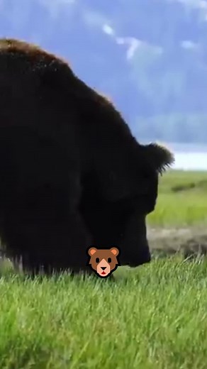 Surviving Bear Attacks: 3 Essential Tips