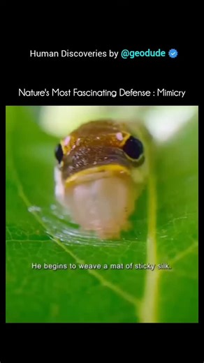 Animal Documentary & Science Concepts on Instagram: "The spicebush swallowtail caterpillar (Papilio troilus) is one of nature’s best mimics — a true master of disguise. Here’s how and why it mimics: 🐛 Appearance & Stages ◽️Young caterpillars look like bird droppings — brown and white in color. 👉 This helps them avoid being eaten by birds and other predators. ◽️Older caterpillars transform dramatically — turning bright green with large eye-like spots on their thorax. 👉 These false eyes make th