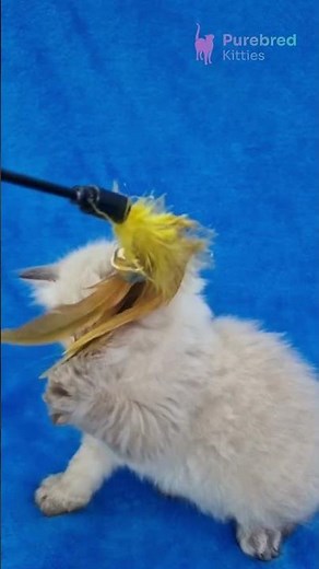 Adopt Tiana: Adorable Seal Lynx Point Siberian Kitten 🐾 Shy, Sweet & Hypoallergenic! #SiberianKitten