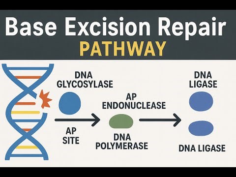 Base Excision Repair Pathway in Prokaryotes & Eukaryotes - Short- & Long-Patch BER