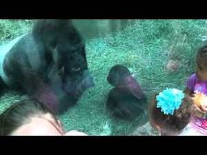 Baby gorilla attacks silverback