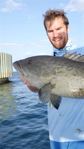 14K views · 136 reactions | Mangrove Snapper Behind the boat at Skyway Bridge in Tampa Bay! #mangrovesnapper #tampabay #fishing #grouper #gaggrouper | Groupermvp | Facebook