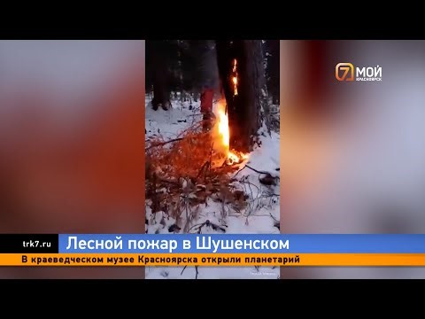 In mid-winter, 60 endangered cedar trees caught fire in Shushenskoye, Krasnoyarsk Krai.