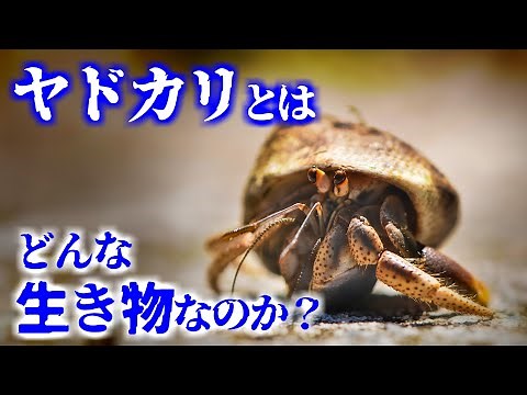 ヤドカリとはどんな生き物なのか？／その生態や習性について【ゆっくり解説】