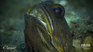 Video captured by SEA&SEA Alpha, Evan Sherman SEASICK PRODUCTIONS with SEA&SEA MDX-a7II Housing. #seaandseaalpha #seaandseausa #seaandsea #scubadiving #scuba #diving #strobe #mdx #videography #filmmaking #underwatervideography #underwaterphotography | SEA&SEA Underwater Imaging