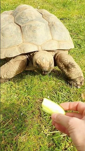 Tortoise animal reptile 4K