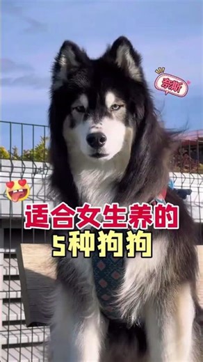 5 dog breeds perfect for girls! #Pets #ScientificPetRaisingGuide #CutePetsEncyclopedia