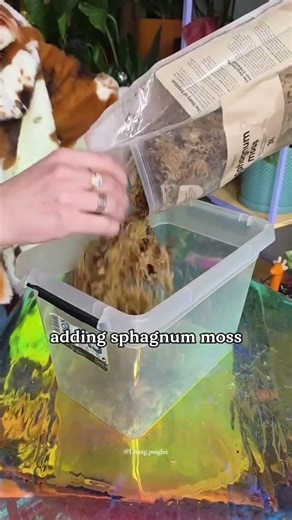 Prop Box Setup 🌱 Root Cuttings Fast With Moss & Perlite. #shorts