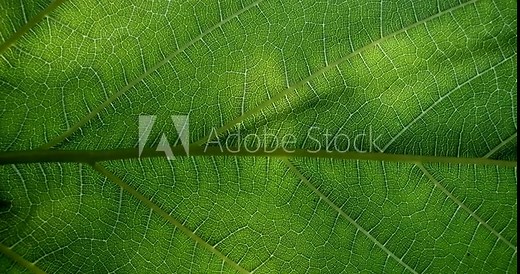Green leaf texture. Leaf close-up. The sun's rays shine on the green veins of the plant. The world of plants and flora.