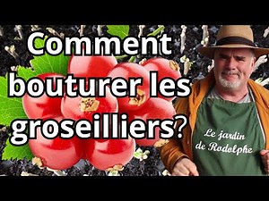 Comment multiplier facilement vos Groseilliers par bouturage ?