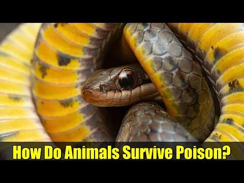 How Do Animals Survive Poison? | Evolution of Antitoxin Defences