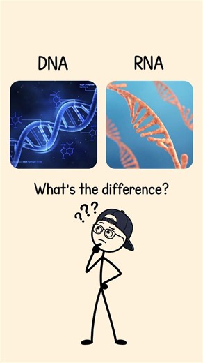 Theory Vs Hypothesis #learn #englishvocabulary #difference #theory