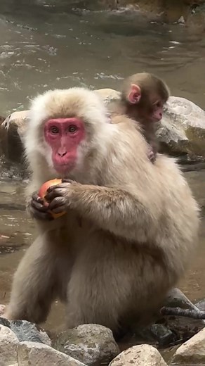 A Day in the Life of Japan’s Cutest Monkeys #MonkeyJapan #JapanMonkey #CuteMonkeys #SnowMonkeys #JapaneseMacaque #MonkeyLife #MonkeyLovers #WildlifeJapan #NatureJapan #AdorableMonkeys #MonkeyMoments #MonkeyPhotography #JapanNature #MonkeyWorld #ExploreJapan | Monkey USA