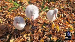 8.2K views · 780 reactions | It’s unbe-LEAF-able how much we are FALL-ing in love with our newest residents! Every day, our nearly one-month-old Chilean flamingo chicks get their steps in with their keepers, and recently they were introduced to the magic of fall leaves. Sound up to hear adorable baby flamingo chirps as they enjoy a beautiful autumn day! 囹 Video credit: Keeper Anton M. | Denver Zoo Conservation Alliance | Facebook