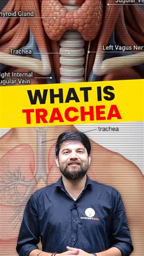 What is Trachea 🤔 #conceptrna #trachea #humananatomy #anatomy #nursingstudent #aiimsnursing