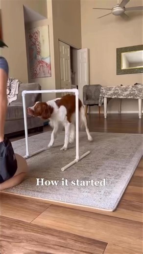 Cooperative care is all about building trust between pets and their people, using gentle, stress-free techniques instead of force or restraint. Guided by Fear Free principles, it helps reduce anxiety and create positive, compassionate experiences for everyone involved. Check out this video of Autumn and Captain, highlighting the remarkable growth made with Captain’s journey toward a more positive, cooperative experience. His progress shows how patience and understanding can lead to meaningful ch